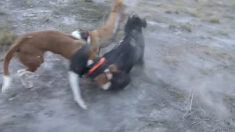 Pig dogs in action, Wild boar feral pig hunting