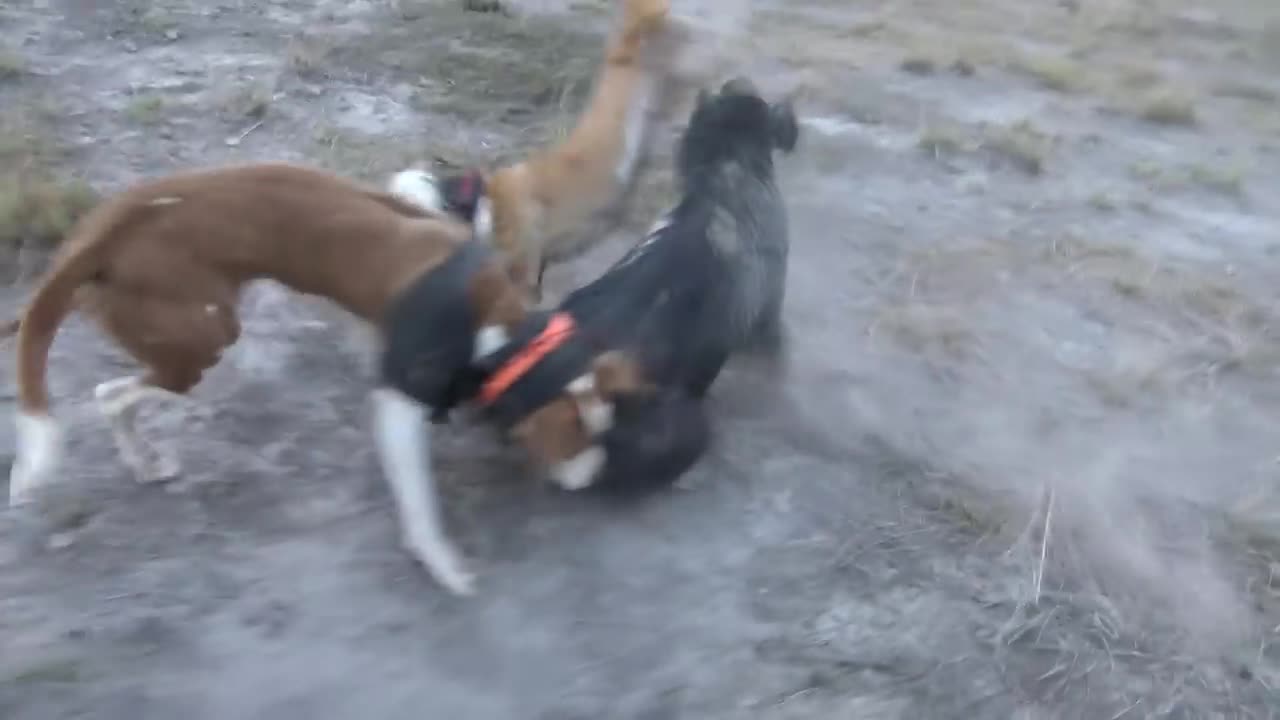 Pig dogs in action, Wild boar feral pig hunting