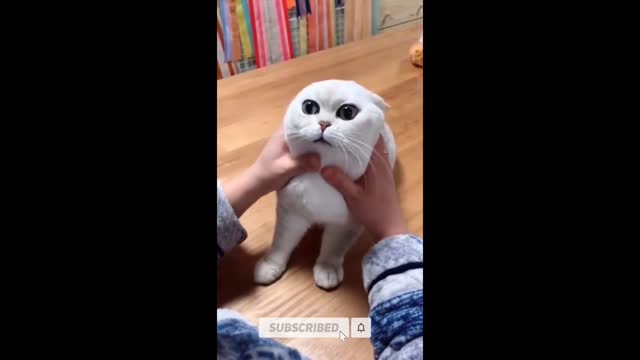 Funniest cat videos | funny cats| funny pets | fun time with animals