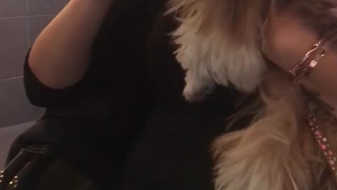 Brown dog drinks water out of cup at restaurant table