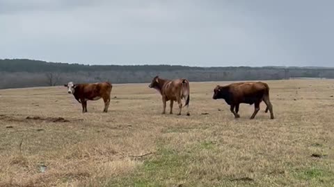 149-Young Brangus/Crossbred