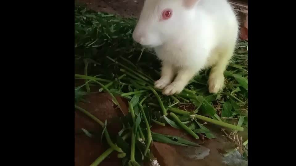 He is eating something because the rabbit is hungry. To satisfy his hunger