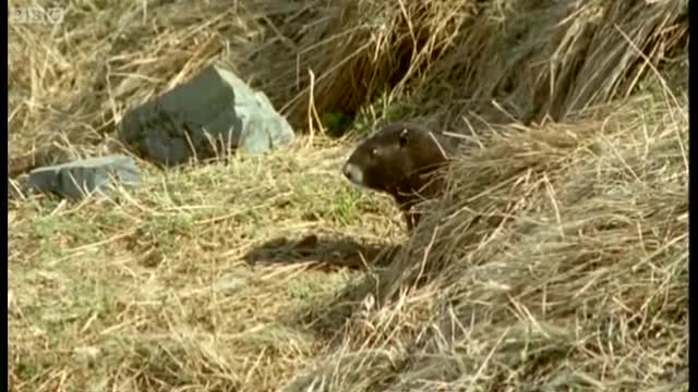 Waking up from Hibernation | Animals: The Inside Story | BBC Earth