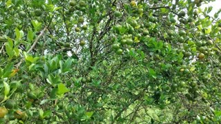 LOTS AND LOTS OF CITRUS FRUIT IN 1 TREE