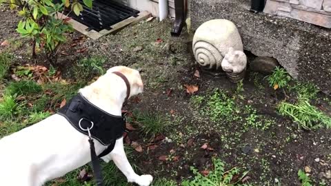 Startled pup barks at giant rock