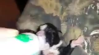 Little puppy drinking from bottle, so cute!