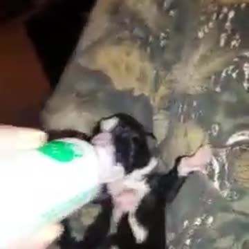 Little puppy drinking from bottle, so cute!