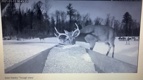 The big buck