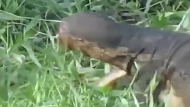 American wild crocodiles attacks for snacks