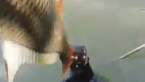 fisherman vs otter