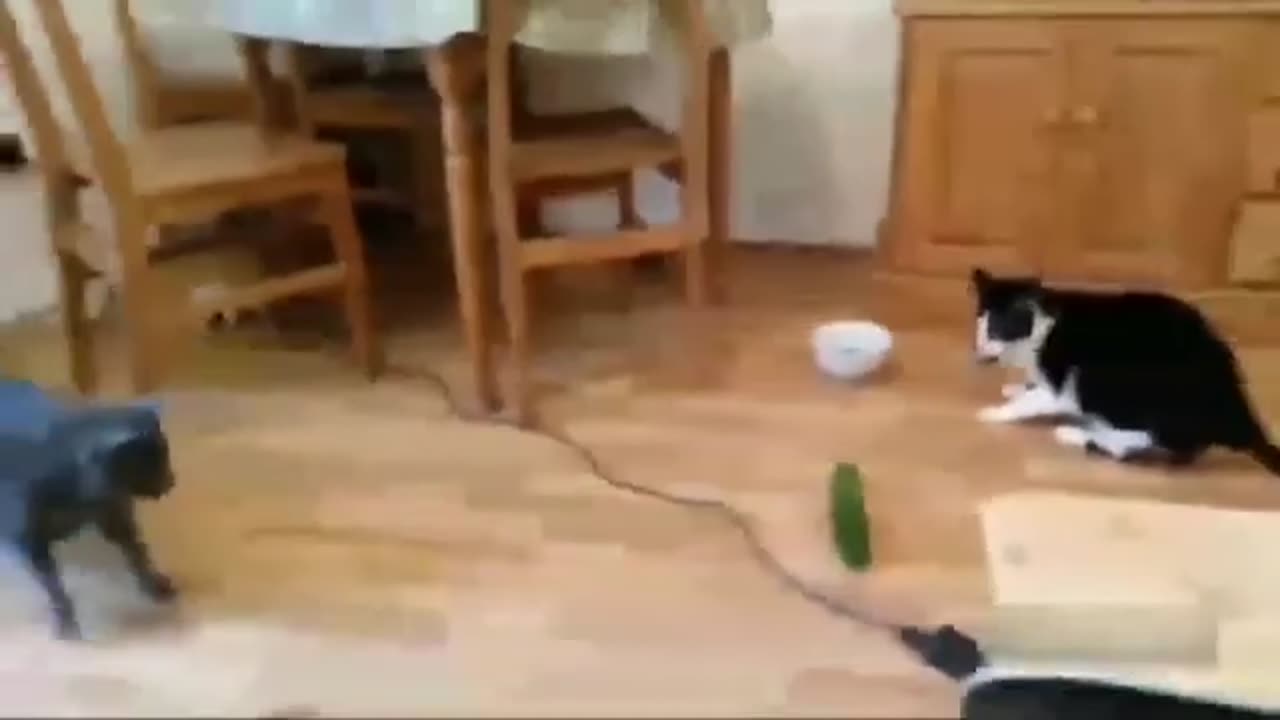 Funny animal video