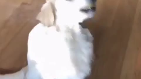 Top Funny Cute Dog play game Videos