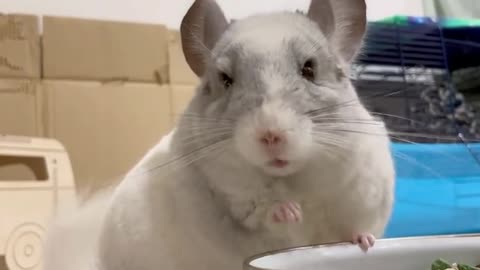 rat funny pets