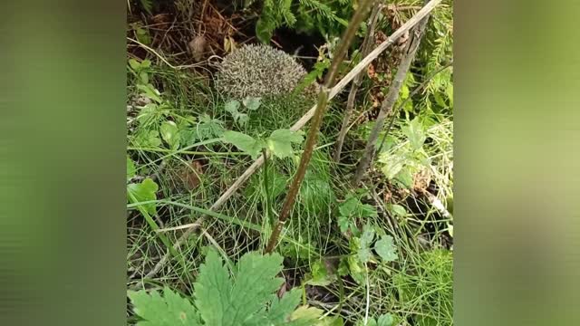 Hedgehog in the forest. look at the cute hedgehog found in the woods