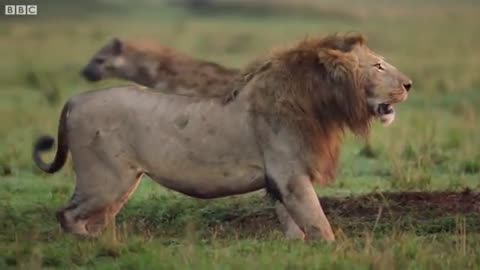 Hyena pack attacks lion _ FULL CLIP - Dynasties