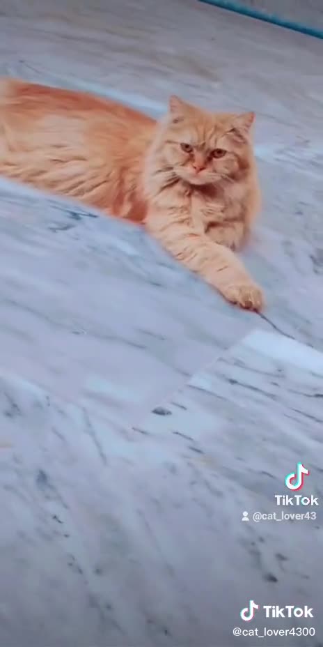 Beautiful cat funny