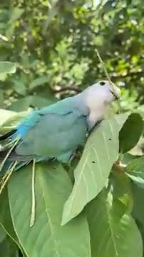 Grey-headed lovebird. bird ,- parakeet, - real