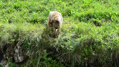 Dog looking down into a stream