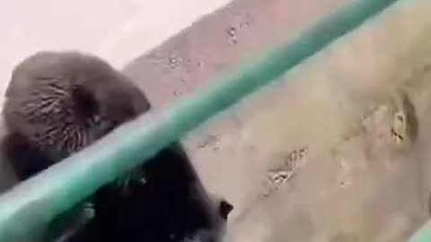 Bear Throws Up Wrong Gang Signs