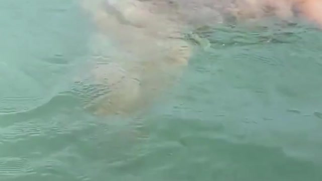 Lab Is Obsessed With Water And Can't Stop Diving