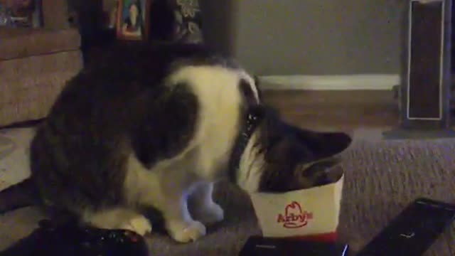 My cat is super special