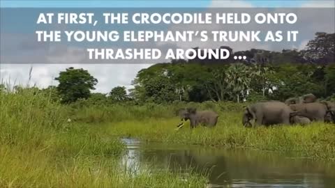 25 scariest crocodile encounter
