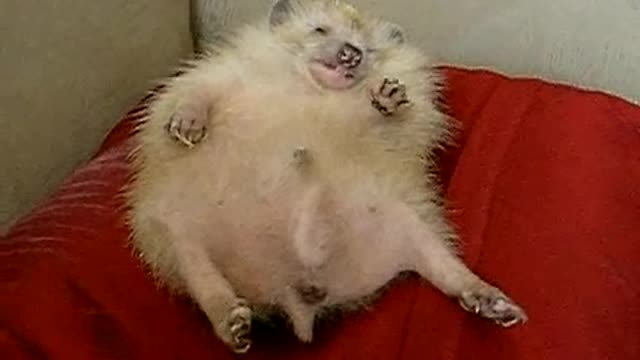 Have you ever seen a hedgehog dream