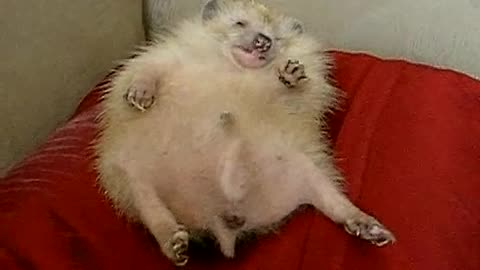 Have you ever seen a hedgehog dream