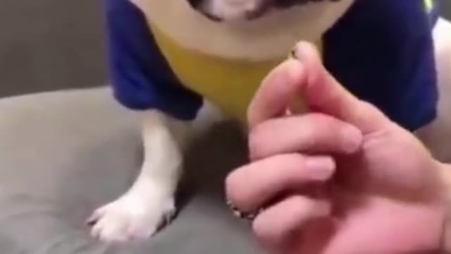 Funny Video - Dog says WHAT!