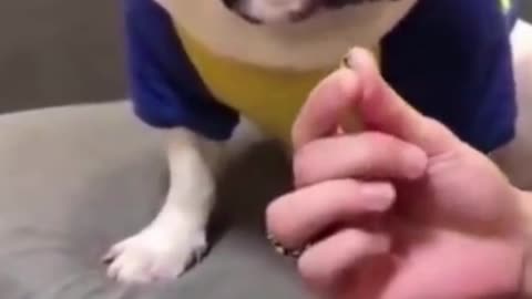 Funny Video - Dog says WHAT!