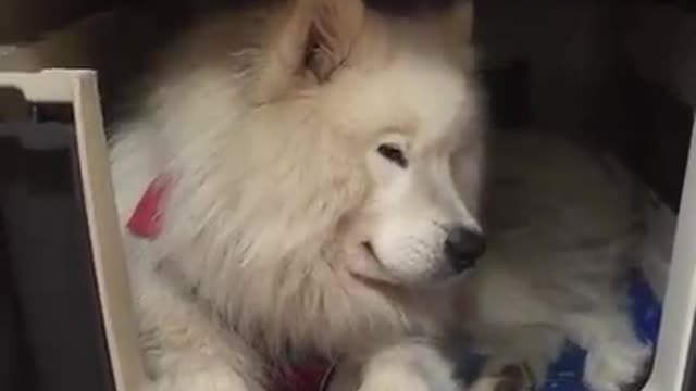 This is Ouka, a rescue dog who lives in a van and LOVES to paraglide with his human 😍🐶