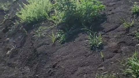 Short Video from a Russian Soldier