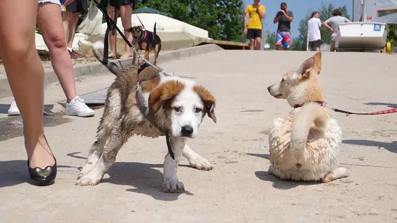 Dogs are found and sniffed each other on the Street