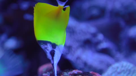 Interesting marine creatures