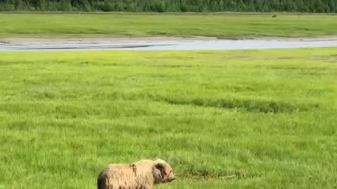 brown bear