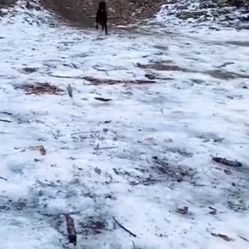 Best Funny Animals Videos of 2022😂 - Funniest Animal Videos Aug 2022 😹#shorts #funny