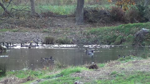 Duck Hunting Pennsylvania Opening Day 2015