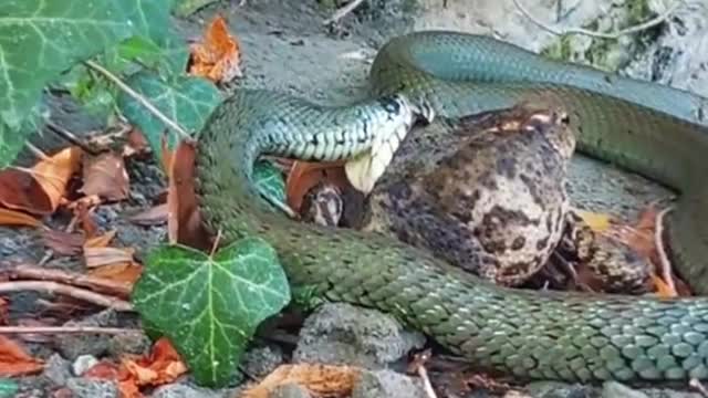 Snake eats frog😱