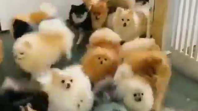 Cute funny dog race