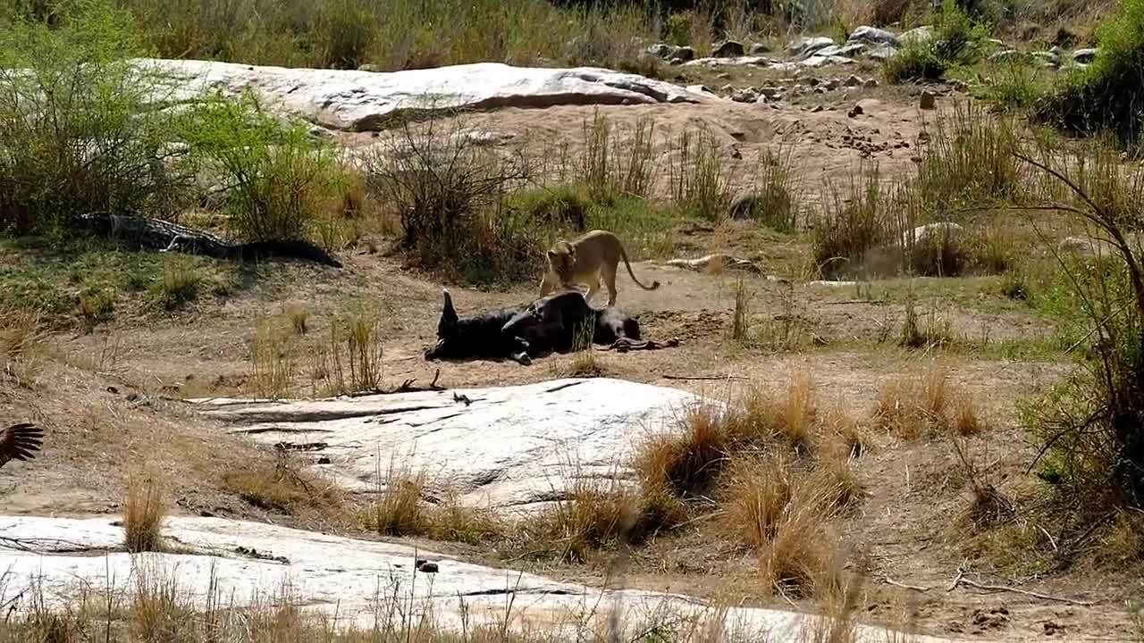 Lions Chasing Vultures off Buffalo Kill