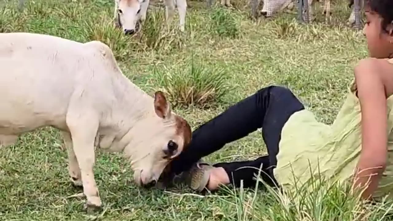 Micro Miniature Cow😍😍😘😘😘watch till the end