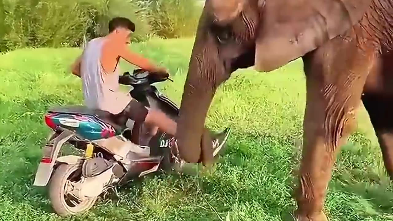 Young man built a friendship with his rescued elephant..