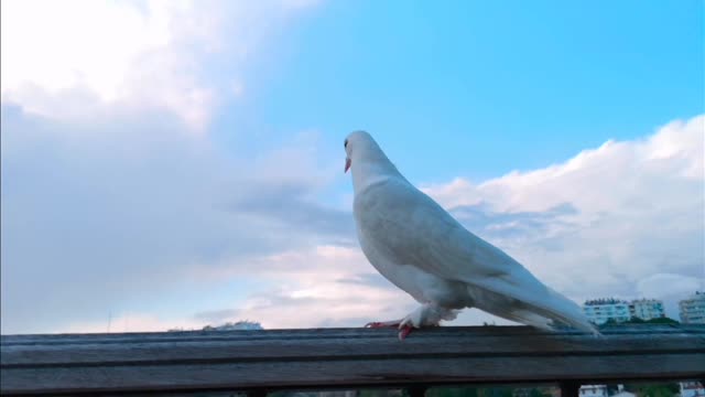 God Making beautiful White Pigeon