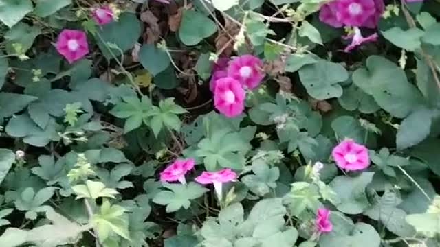 Do you like blue flowers