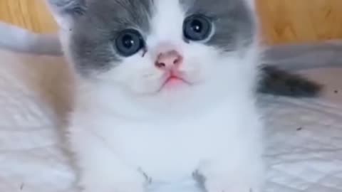 Funny Cats