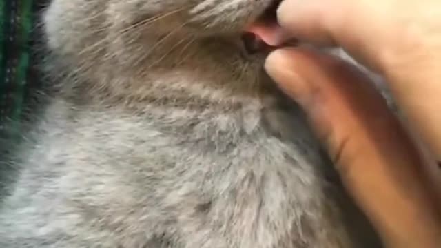 Pet funny video