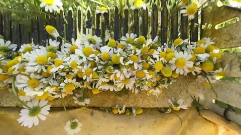 Chamomile harvesting in Iran 🌼 برداشت بابونه در ایران