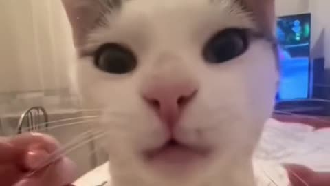 Growling cat