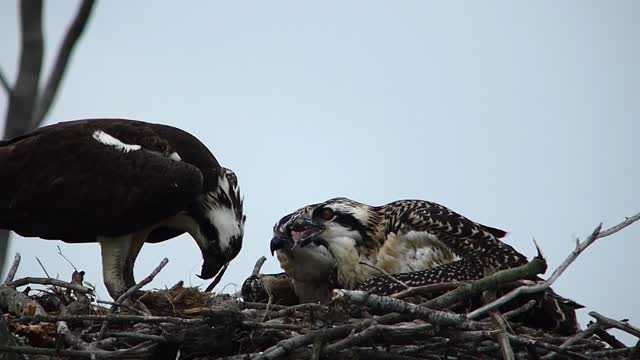 Osprey Feeding Chick. Venus Ranch in Venus, Florida