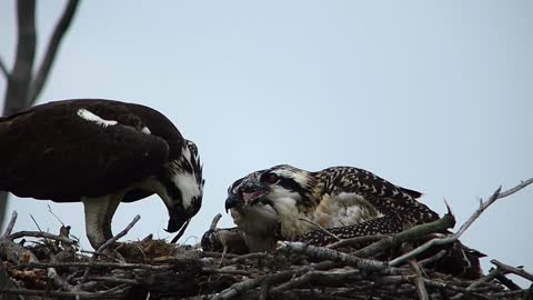 Osprey Feeding Chick. Venus Ranch in Venus, Florida